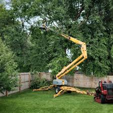 Best Fruit Tree Pruning  in Shil, OH