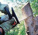 Best Commercial Tree Services  in Shil, OH