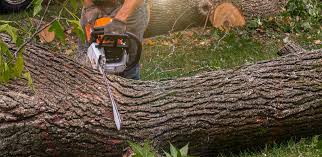 Best Tree Health Inspection  in Shil, OH