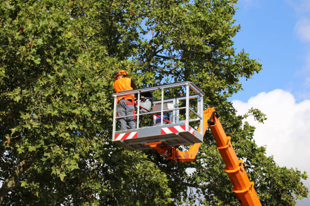 Best Seasonal Cleanup (Spring/Fall)  in Shil, OH