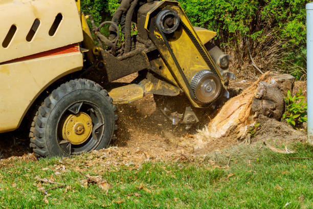 How Our Tree Care Process Works  in  Shiloh, OH