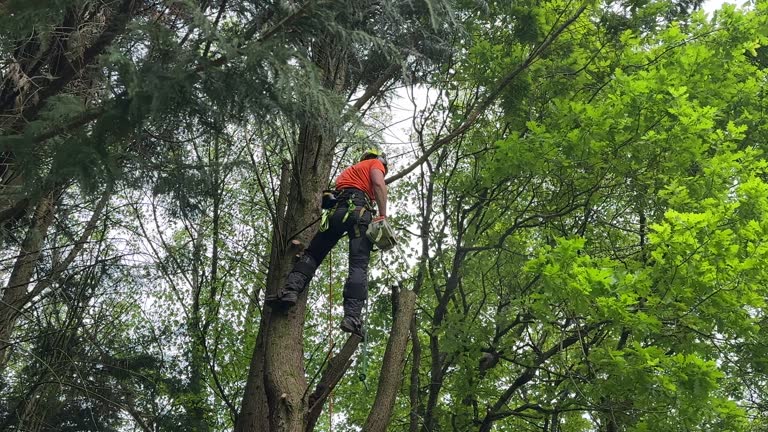 Best Utility Line Clearance  in Shil, OH