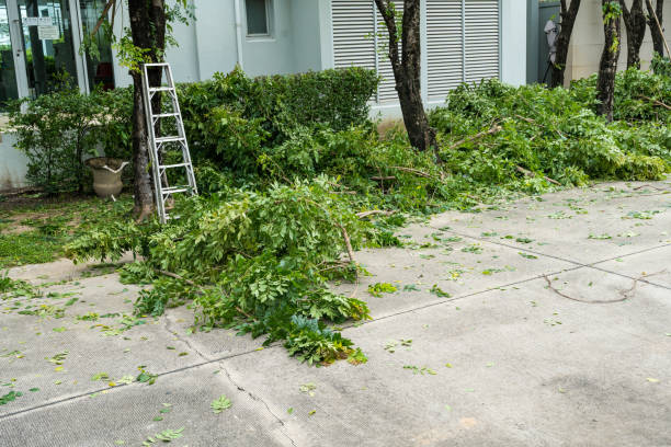 Best Palm Tree Trimming  in Shil, OH