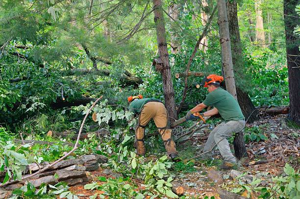 Best Tree Preservation Services  in Shil, OH