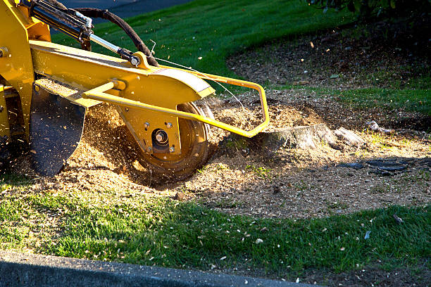 Best Weed Control  in Shil, OH