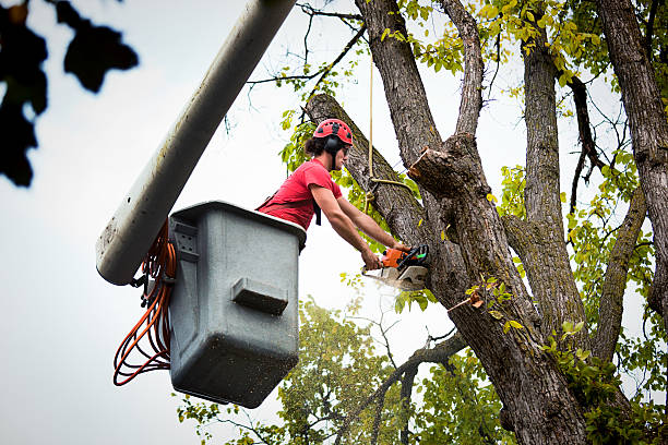 Best Hazardous Tree Removal  in Shil, OH
